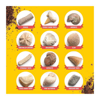 Large Fossil Dig Kit