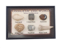 Fossils from Around the World collection